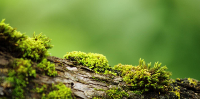 硫化氢:被误解的“毒气”竟藏匿多重益处 硫化氢:被误解的“毒气”竟藏匿多重益处