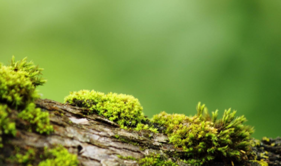 硫化氢：被误解的“毒气”竟藏匿多重益处